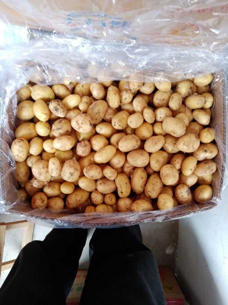 迷你小土豆河南黄心土豆油炸迷你小土豆常年供应