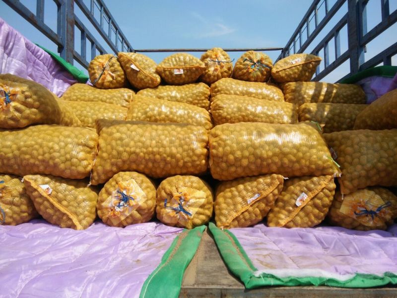 迷你小土豆河南黄心土豆油炸迷你小土豆常年供应