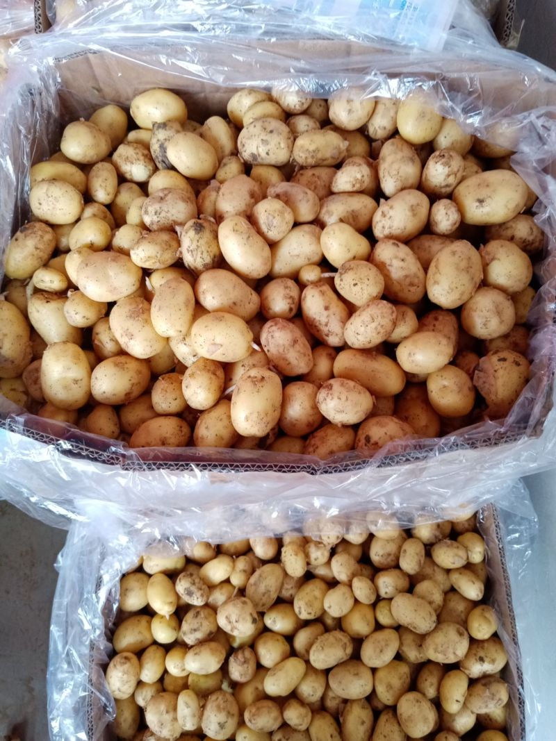迷你小土豆河南黄心土豆油炸迷你小土豆常年供应