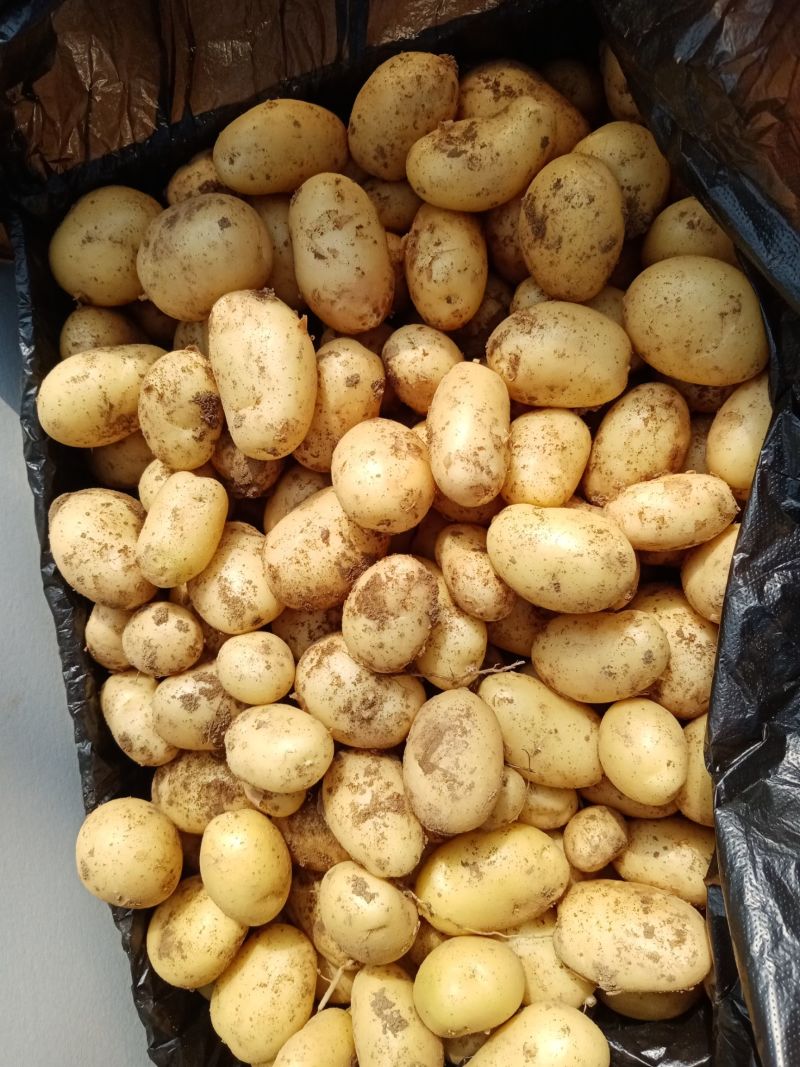 迷你小土豆河南黄心土豆油炸迷你小土豆常年供应