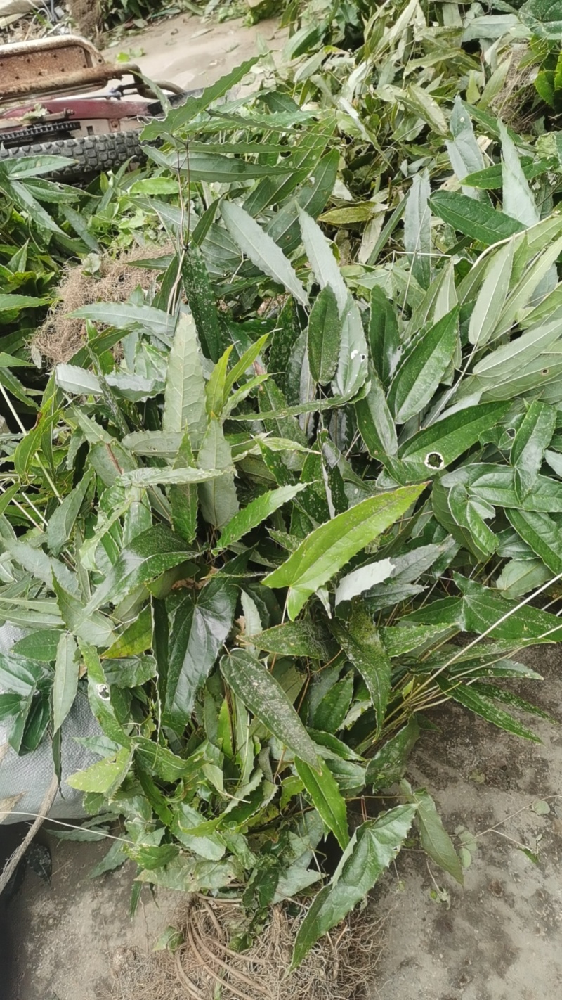 巫山野生淫羊藿，泡酒的功效很多，野生越来少，咨询我