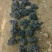 河北玫瑰香葡萄，一手货源，产地直发，大量上市