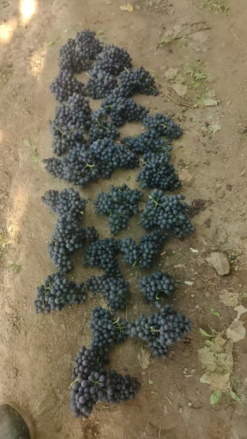 河北玫瑰香葡萄，一手货源，产地直发，大量上市