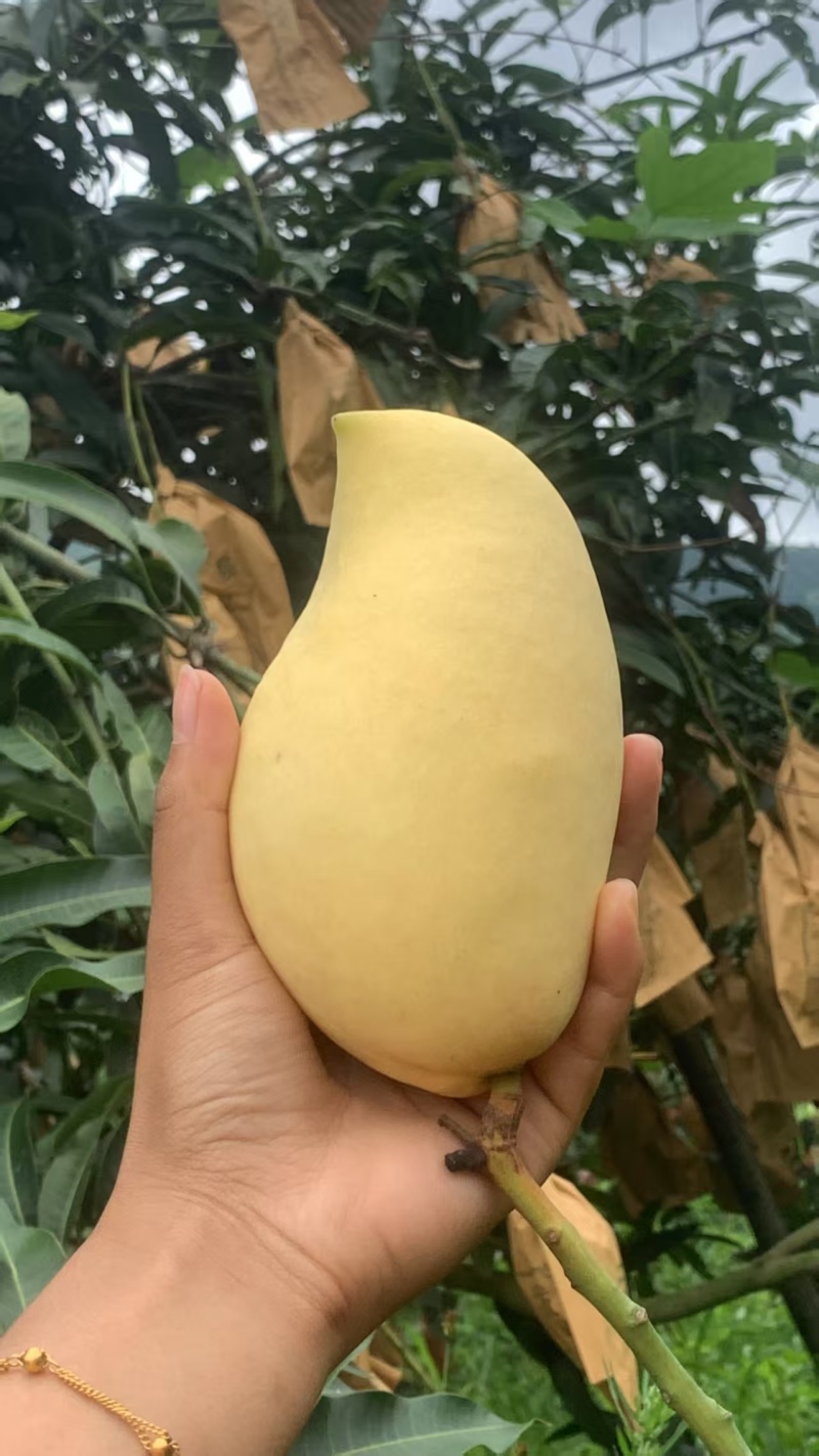 鹰嘴芒感兴趣可以谈，量大优惠大