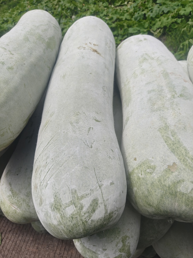 自家种植台州本地精品白皮白冬瓜