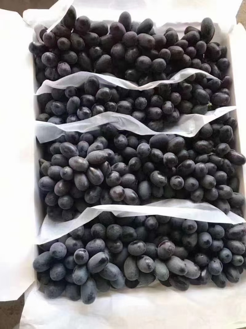 河北饶阳紫甜葡萄a17