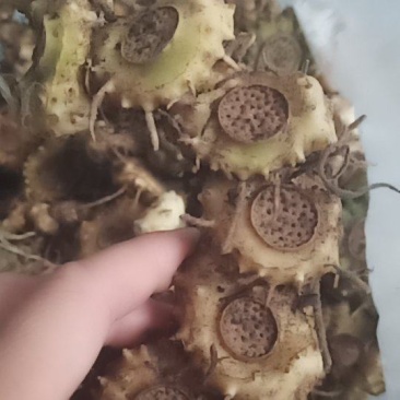 姜型黄精