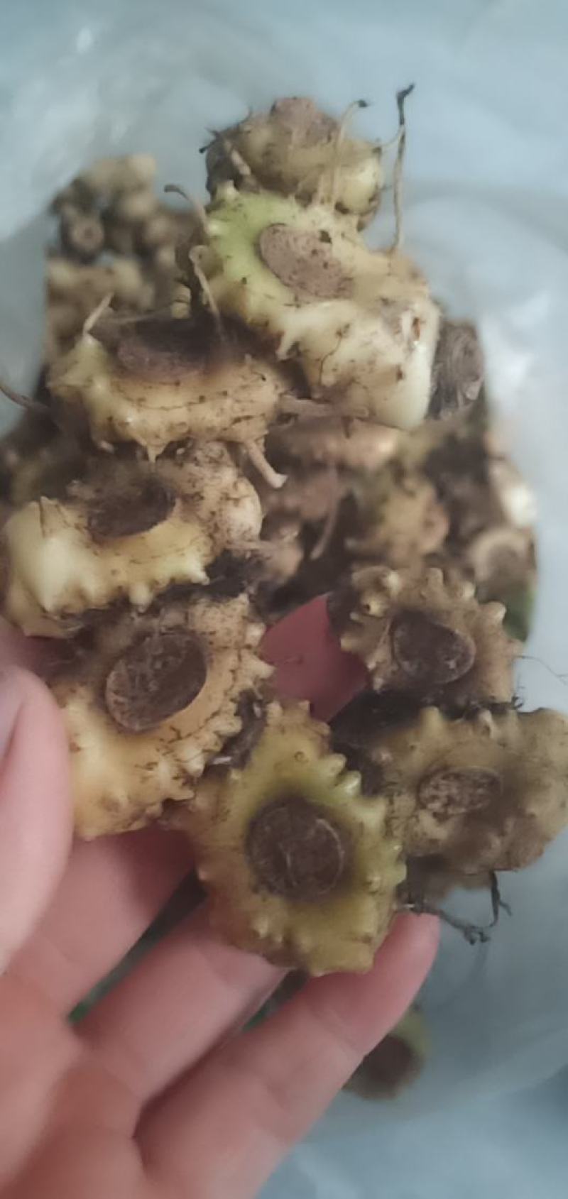 姜型黄精