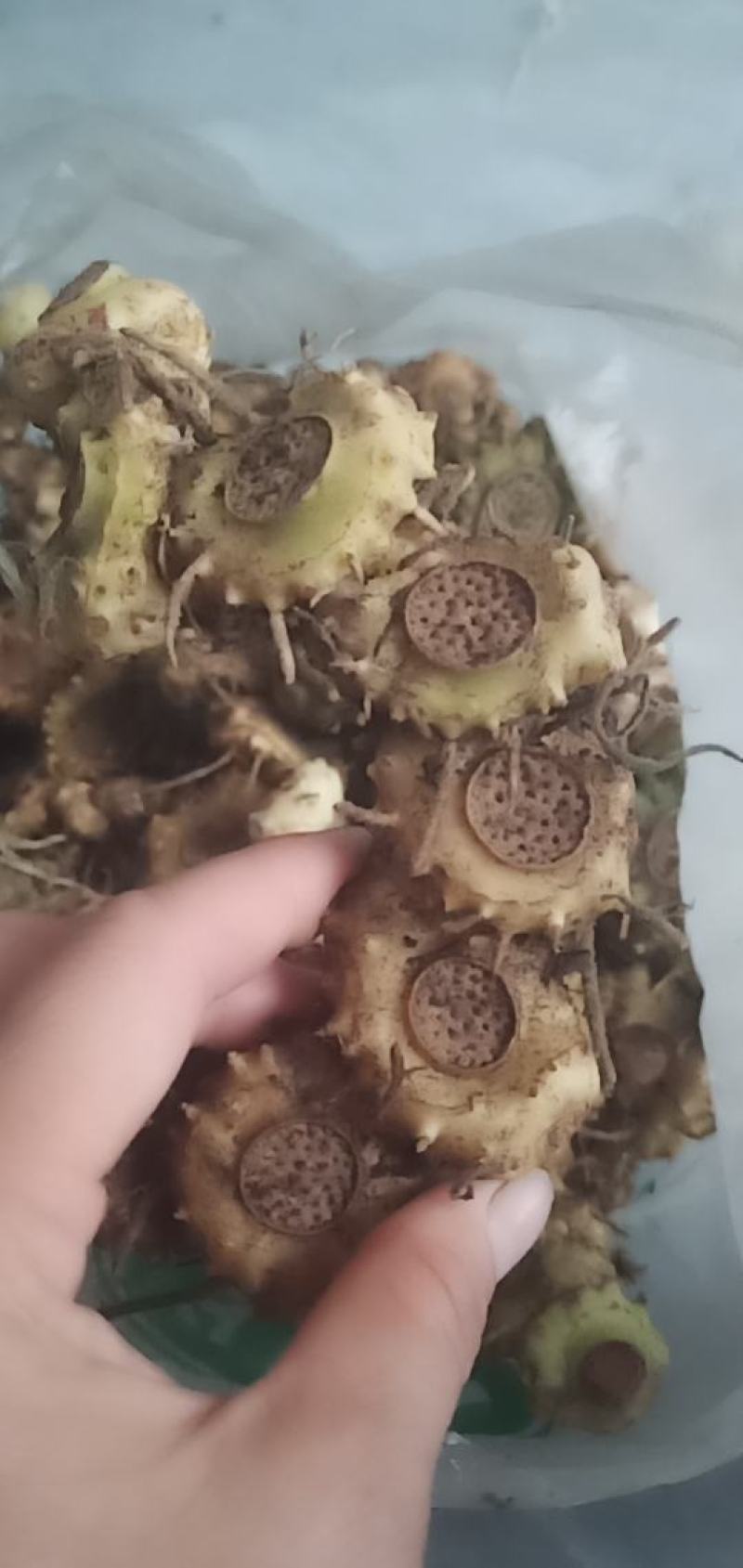 姜型黄精
