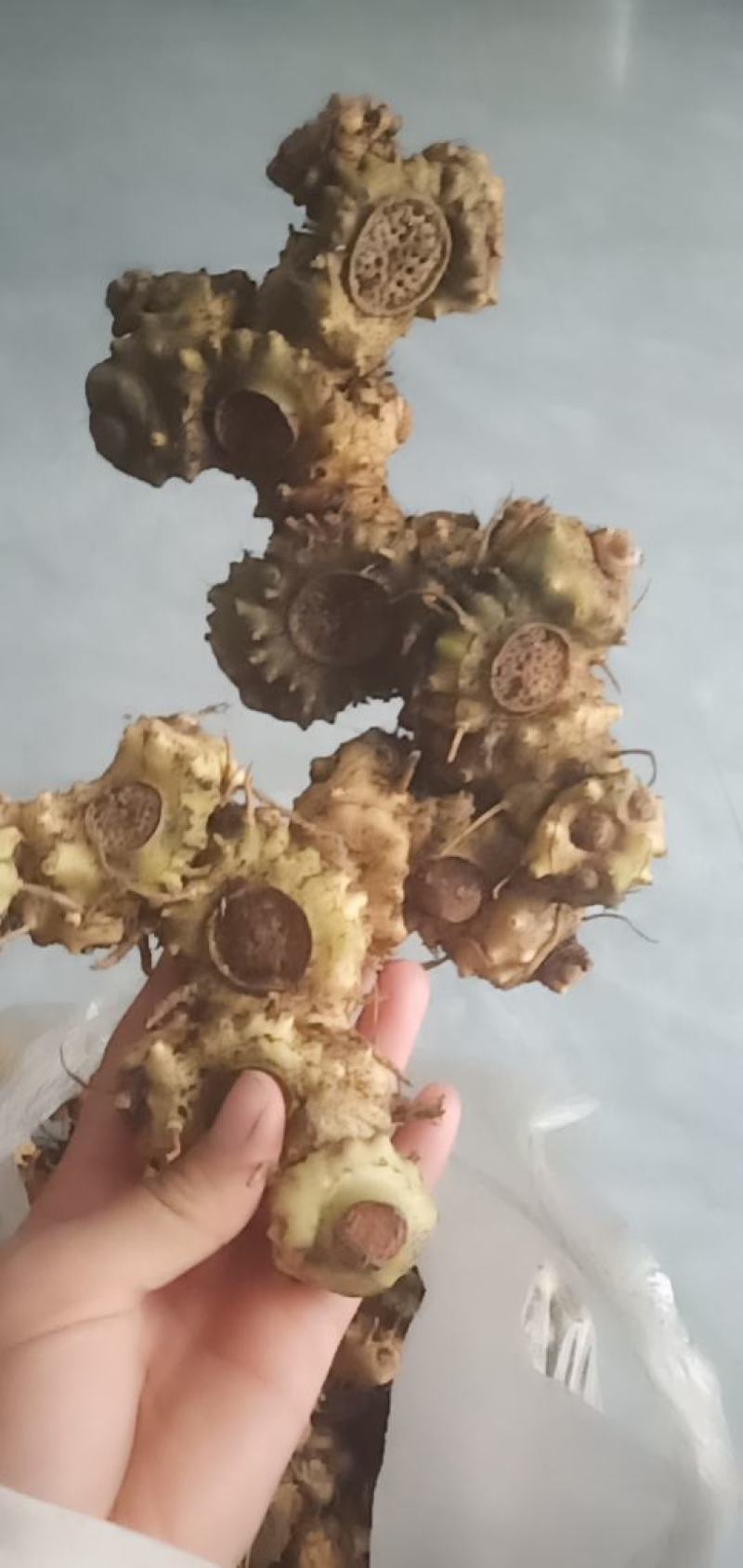 姜型黄精