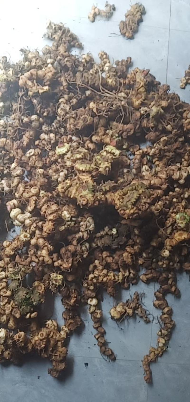 姜型黄精
