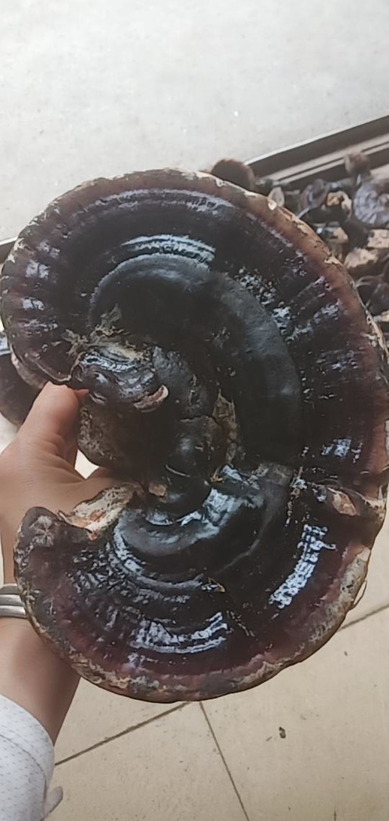 新鲜野生灵芝