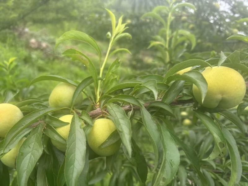 青脆李