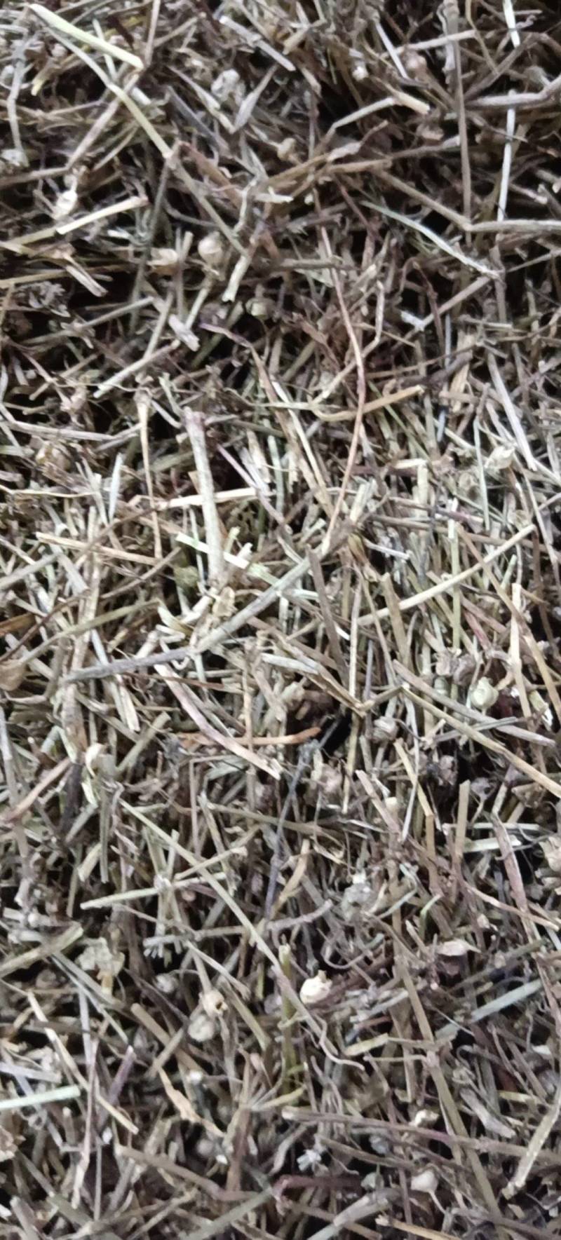 中药材白花蛇舌草