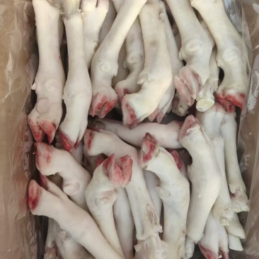 纯干羊白蹄