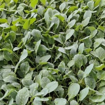 菜花苗根粗苗壮成活率高提供技术指导基地直供欢迎咨询