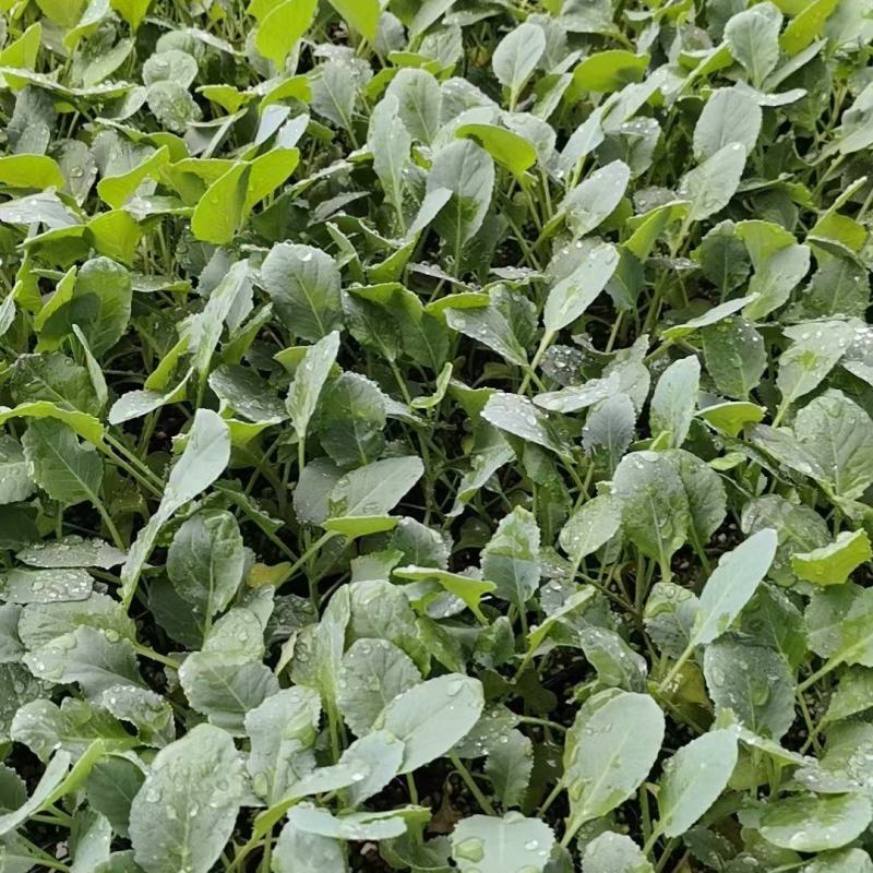 菜花苗根粗苗壮成活率高提供技术指导基地直供欢迎咨询