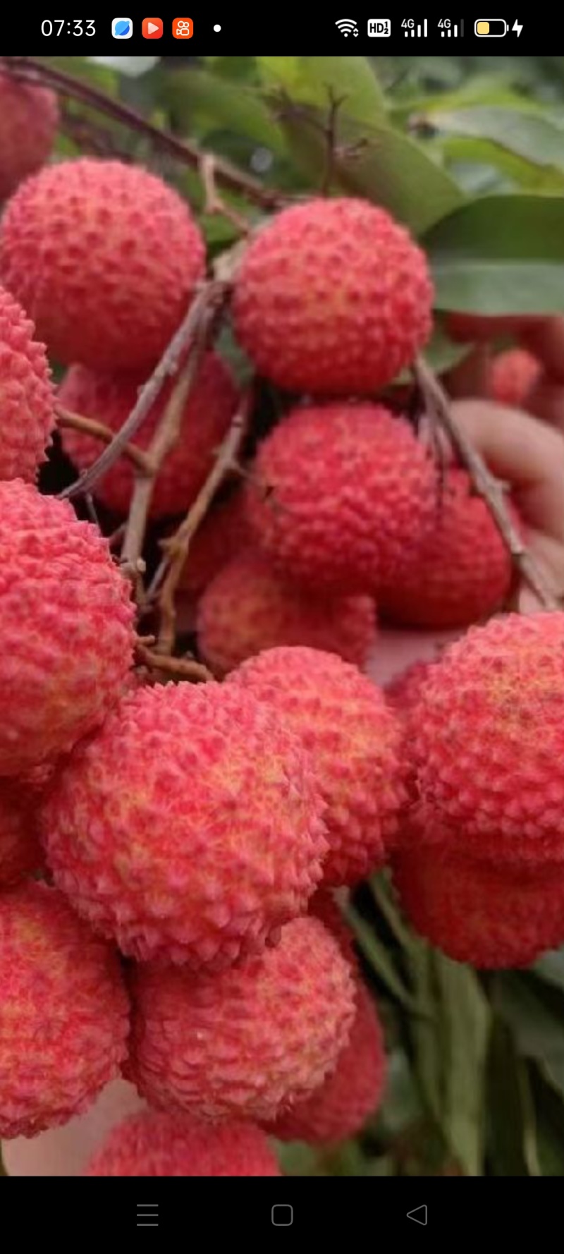 桂味荔枝