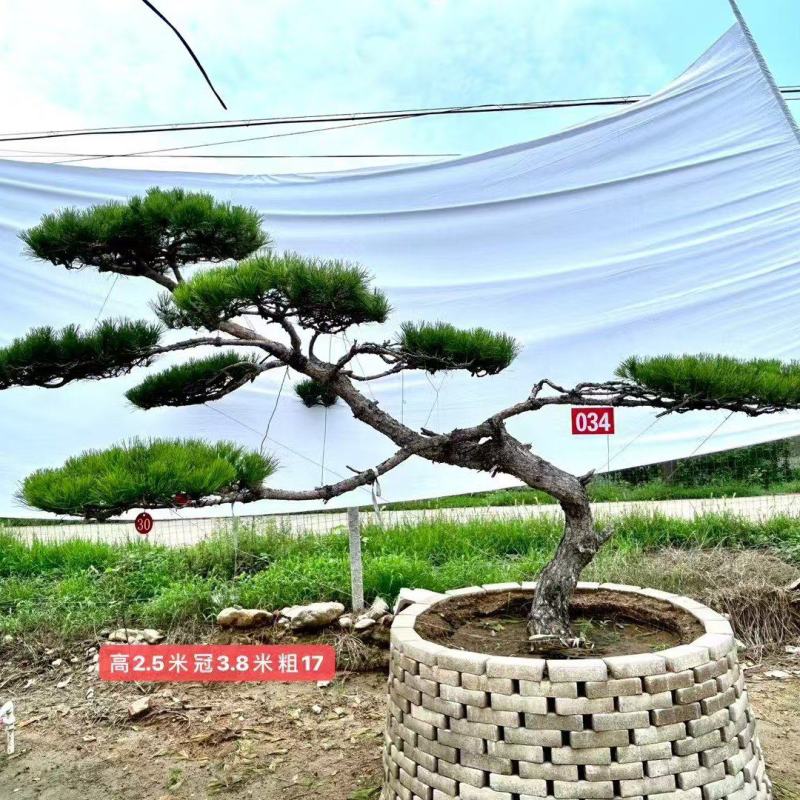 山东一手货源造型松成活率高各种规格齐全欢迎各地区老板联系