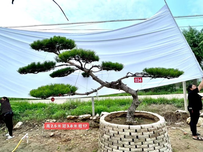 山东一手货源造型松成活率高各种规格齐全欢迎各地区老板联系