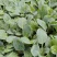 菜花苗根粗苗壮成活率高提供技术指导基地直供欢迎咨询