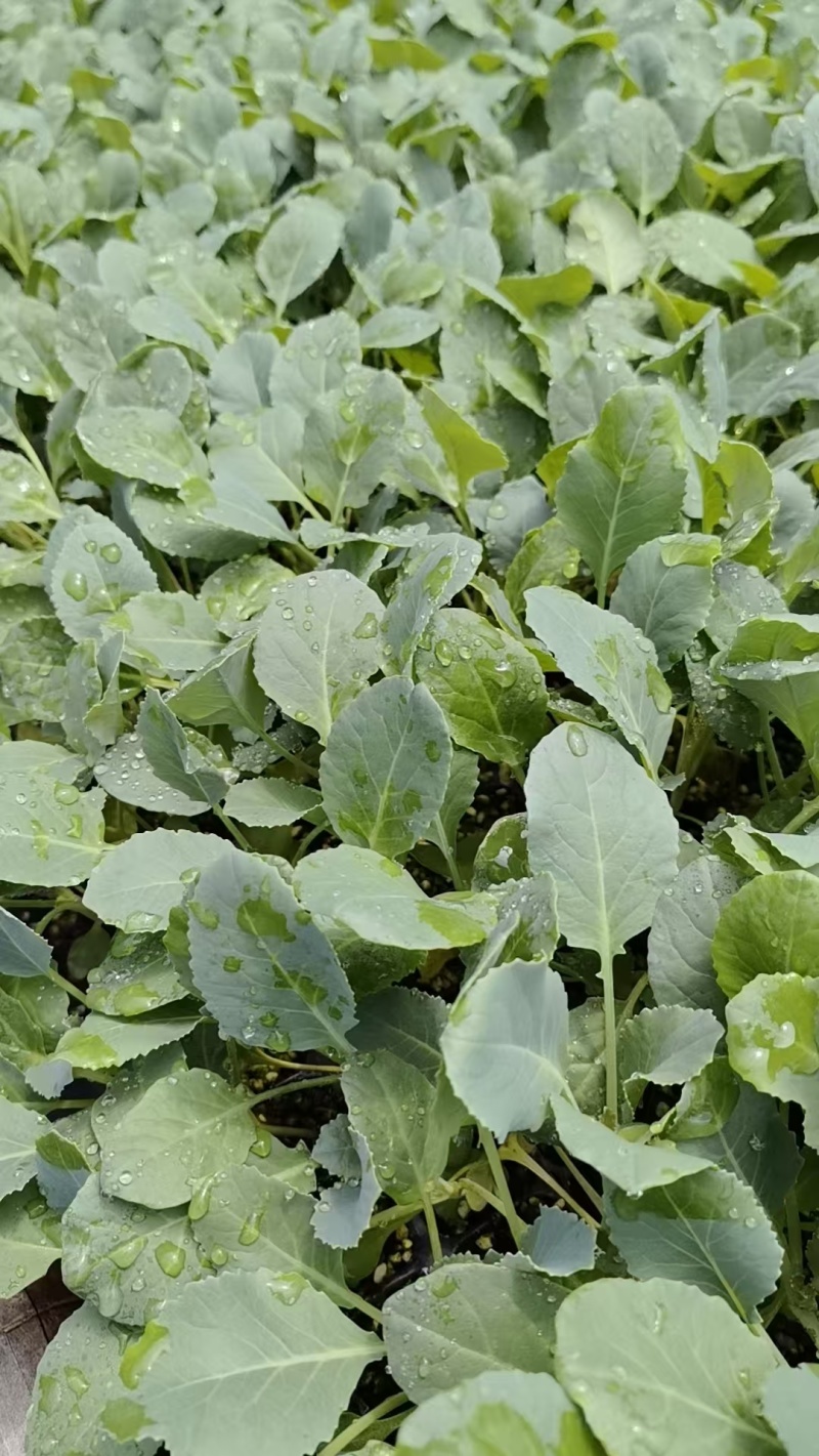 菜花苗根粗苗壮成活率高提供技术指导基地直供欢迎咨询