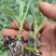 菜花苗根粗苗壮成活率高提供技术指导基地直供欢迎咨询