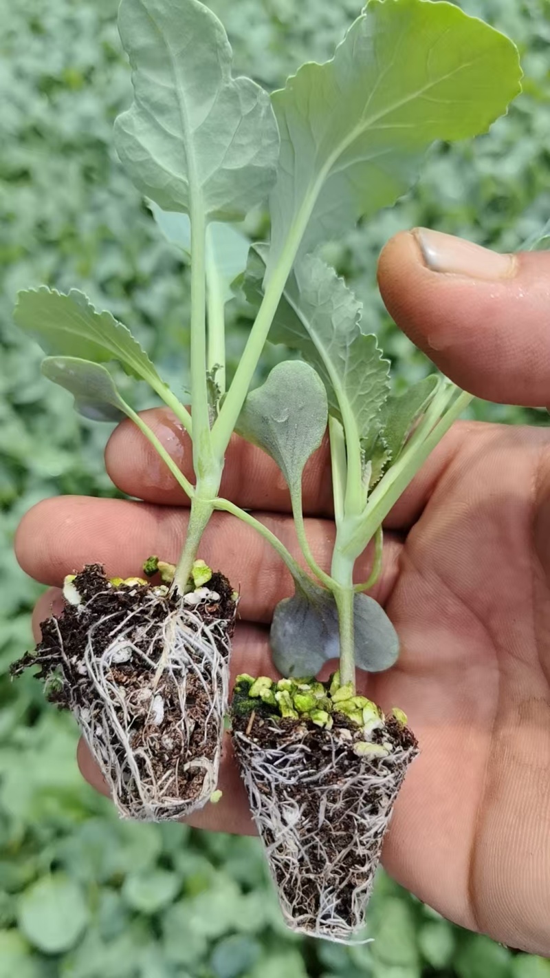 菜花苗根粗苗壮成活率高提供技术指导基地直供欢迎咨询