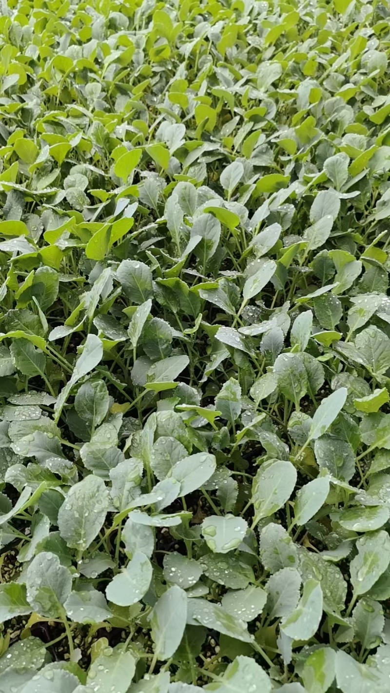 菜花苗根粗苗壮成活率高提供技术指导基地直供欢迎咨询