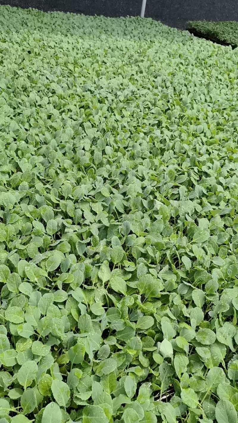 菜花苗根粗苗壮成活率高提供技术指导基地直供欢迎咨询