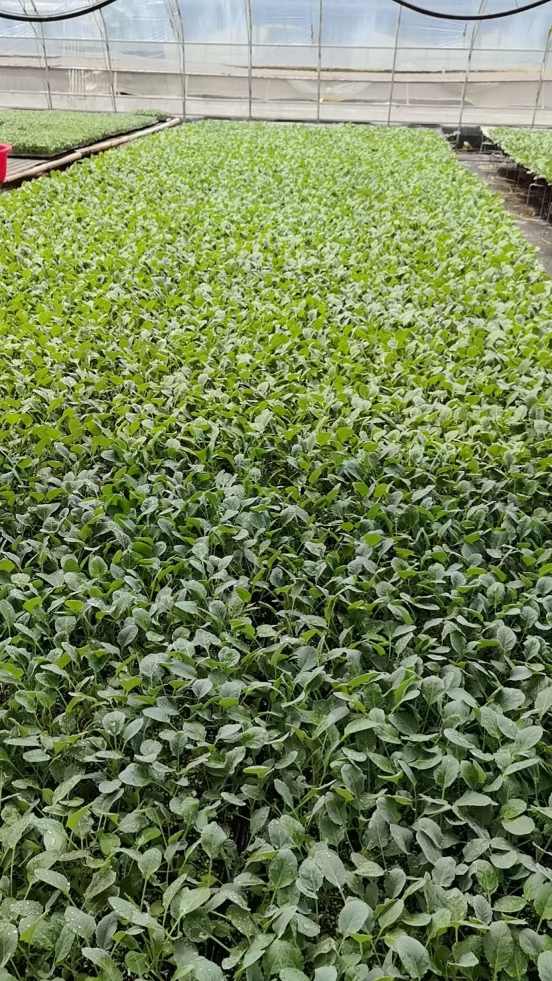 菜花苗根粗苗壮成活率高提供技术指导基地直供欢迎咨询