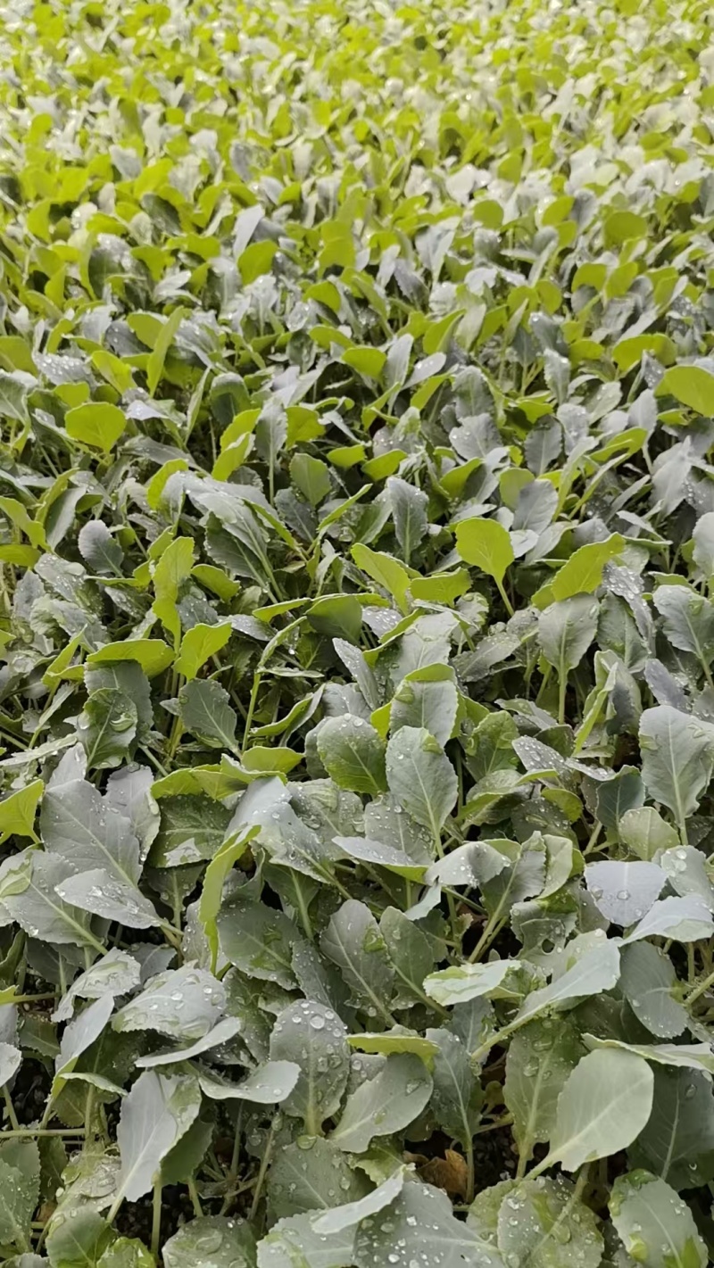 菜花苗根粗苗壮成活率高提供技术指导基地直供欢迎咨询