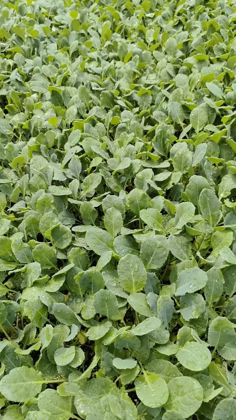 菜花苗根粗苗壮成活率高提供技术指导基地直供欢迎咨询