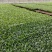 菜花苗根粗苗壮成活率高提供技术指导基地直供欢迎咨询