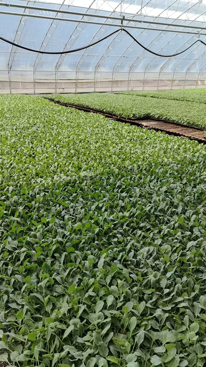 菜花苗根粗苗壮成活率高提供技术指导基地直供欢迎咨询