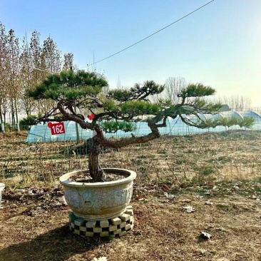 热卖中—山东造型松各种规格齐全成活率高欢迎老板联系