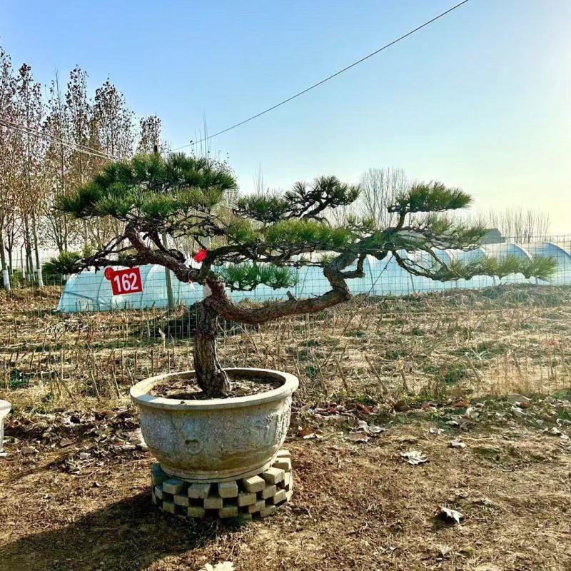 热卖中—山东造型松各种规格齐全成活率高欢迎老板联系