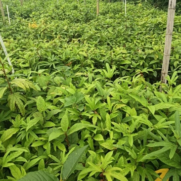 五指毛桃杯苗