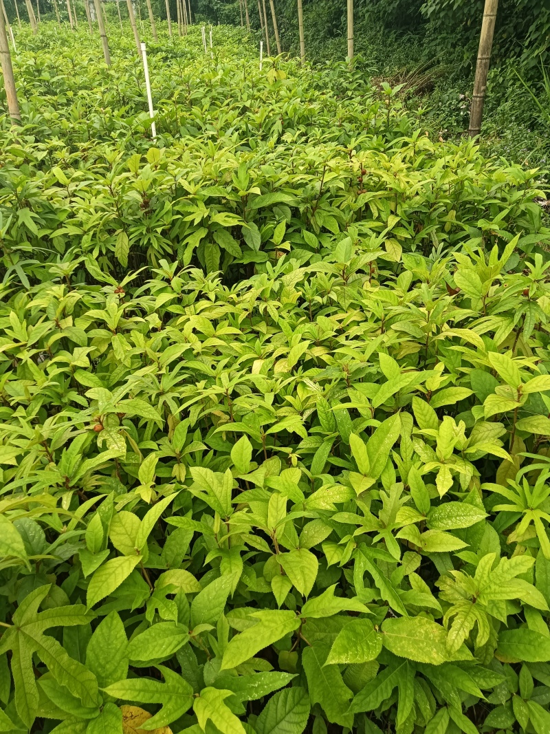 五指毛桃杯苗