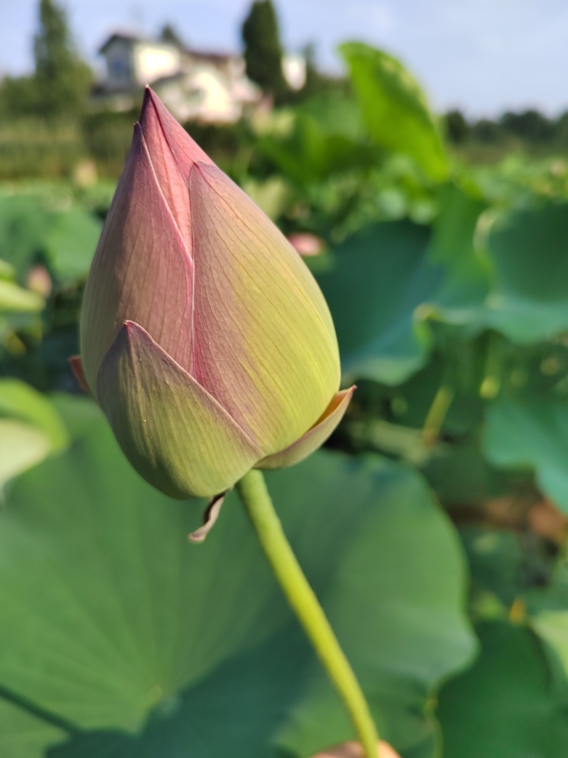 鲜切花苞