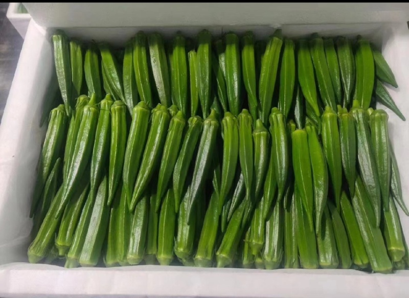 精品水果秋葵