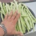 精品白豆产地大量上现货！