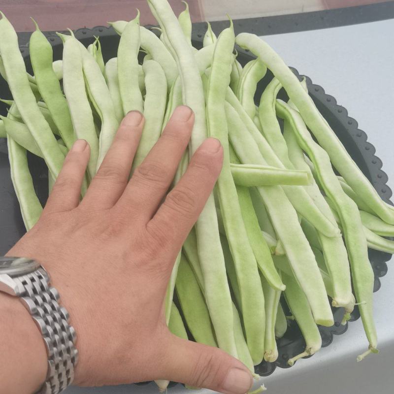 精品白豆产地大量上现货！