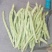 精品白豆产地大量上现货！