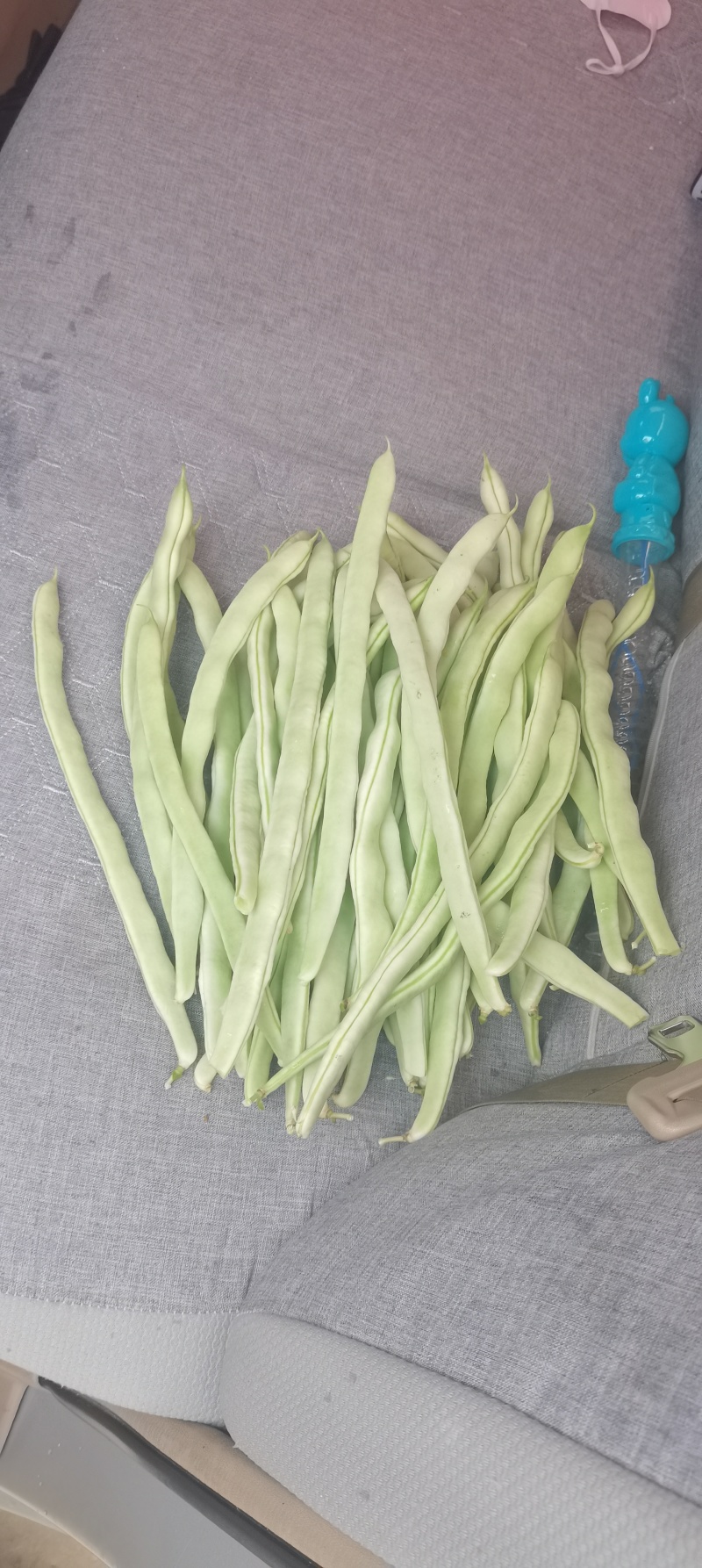 精品白豆产地大量上现货！