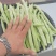 精品白豆产地大量上现货！