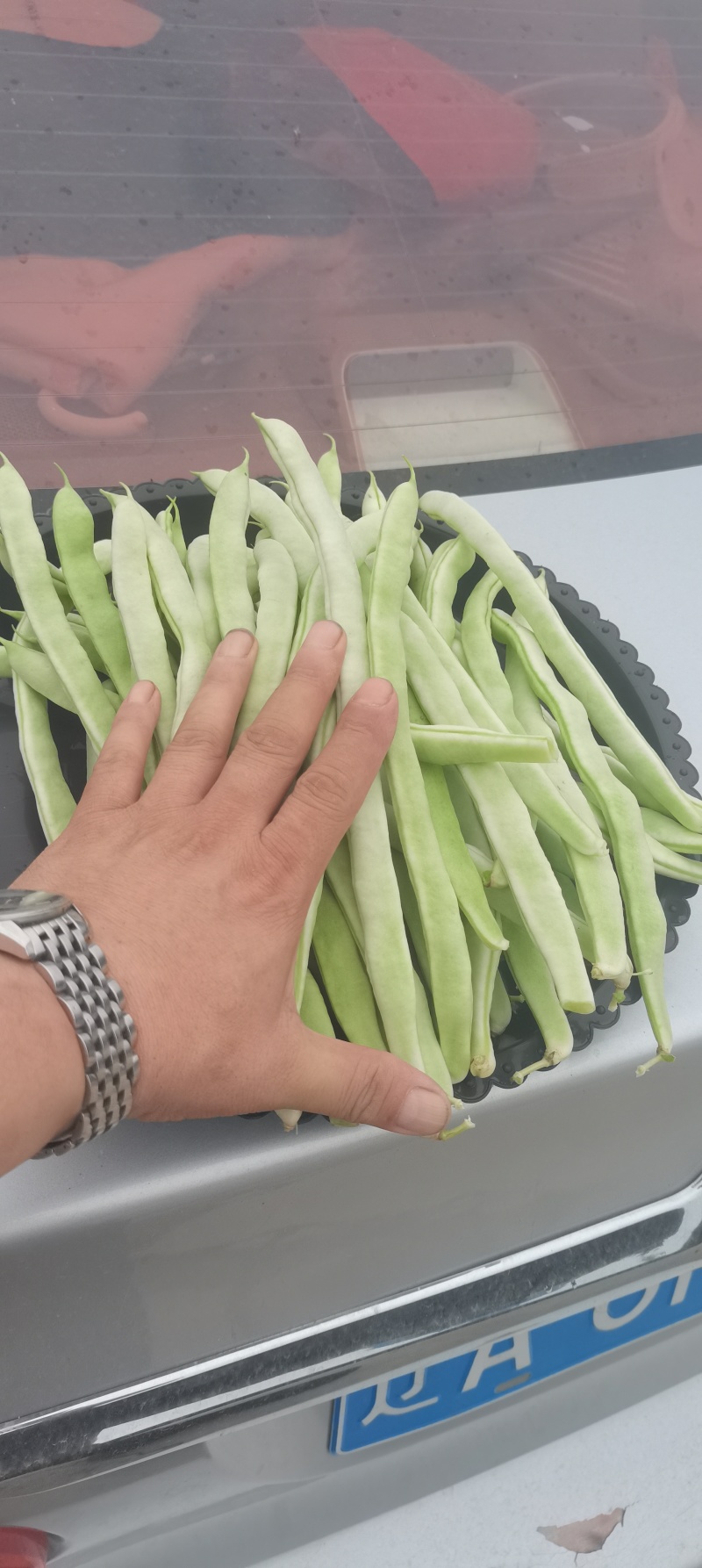 精品白豆产地大量上现货！