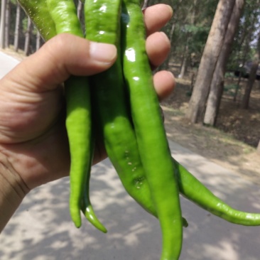 鲜辣椒山东鲜辣椒大量供应产地直发量大从优欢迎来电