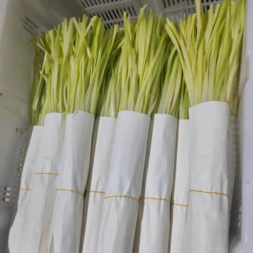 精品小把