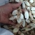 【热卖推荐】广东牛大力干片一手货源批发价可在线下单